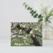 09 Apple Blossom Winchester VA Briefkaart (Staand voorkant)