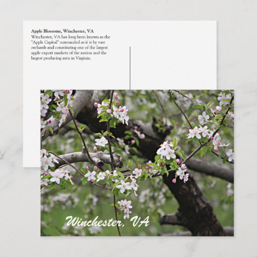 09 Apple Blossom Winchester VA Briefkaart (Voorkant / Achterkant)