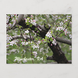 09 Apple Blossom Winchester VA Briefkaart