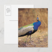 0 3 BRIEFKAART (Voorkant / Achterkant)