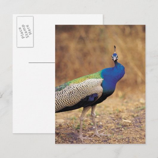 0 3 BRIEFKAART (Voorkant / Achterkant)