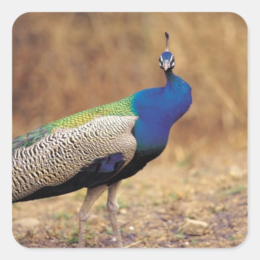 0 3 VIERKANTE STICKER (Voorkant)