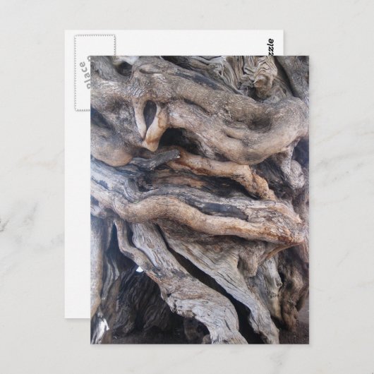 1000 Jahre älter Olivenbaum Briefkaart (Voorkant / Achterkant)