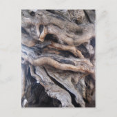 1000 Jahre älter Olivenbaum Briefkaart (Voorkant)