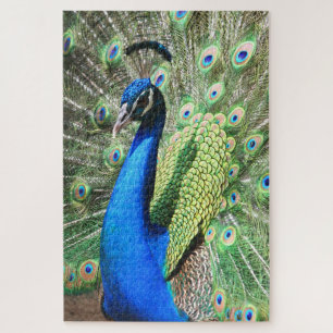 1000 stuks Stunning Peacock Foto Legpuzzel