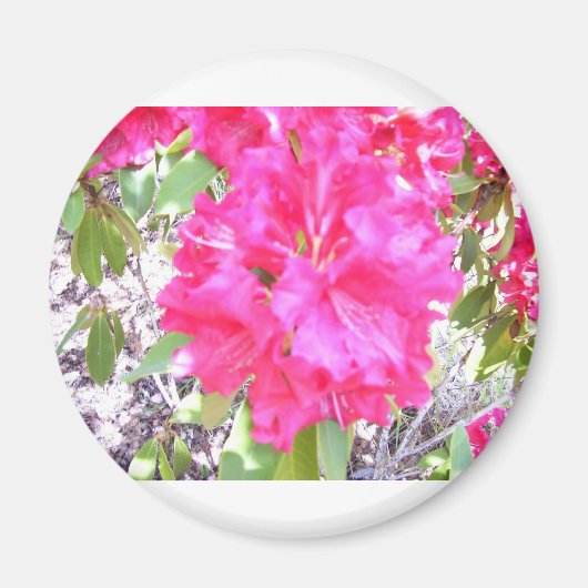 100_0292 MAGNEET (Voorkant)