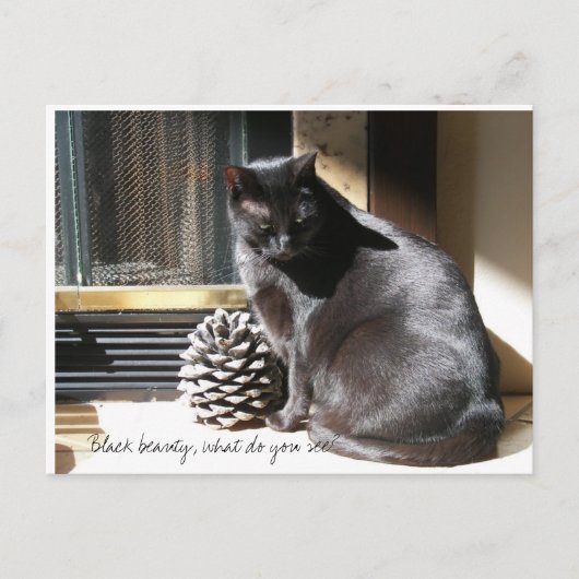 100_0305, Black beauty, what do you see? Briefkaart (Voorkant)
