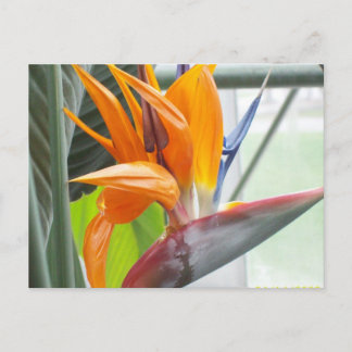 100_0344Post kaart-BIRD VAN PARADISE Briefkaart