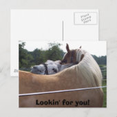 100_0416, Lookin' for you! Briefkaart (Voorkant / Achterkant)
