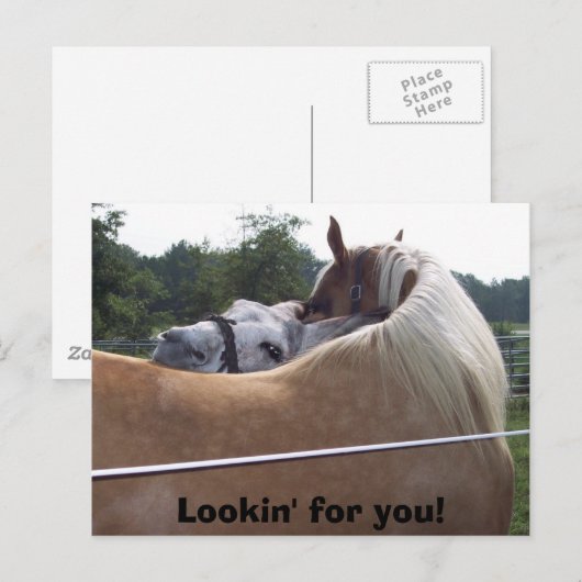 100_0416, Lookin' for you! Briefkaart (Voorkant / Achterkant)