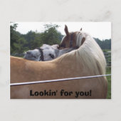 100_0416, Lookin' for you! Briefkaart (Voorkant)