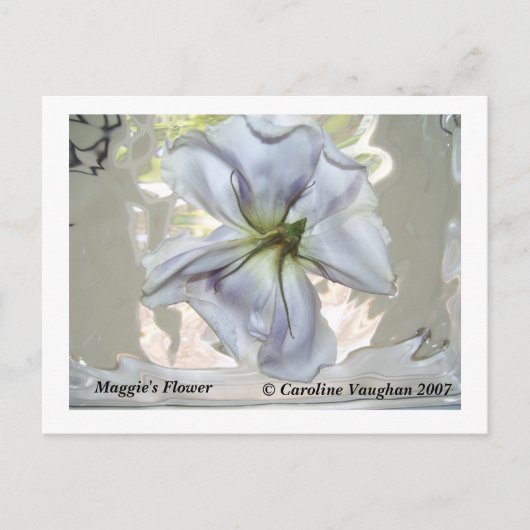 100_0709, Maggie's Flower, Caroline Vaughan 2007 Briefkaart (Voorkant)