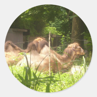 100_1373 - Kameel Stickers