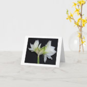 100_1530 amaryllis 2007 kaart (Gele Bloem)