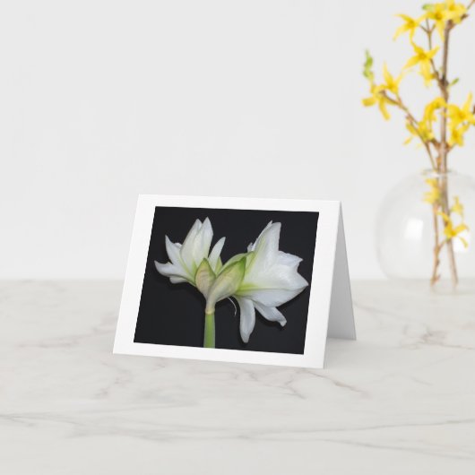 100_1530 amaryllis 2007 kaart (Gele Bloem)