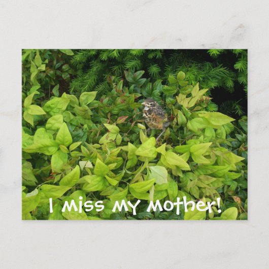 100_1805, ik mis mijn moeder! briefkaart (Voorkant)