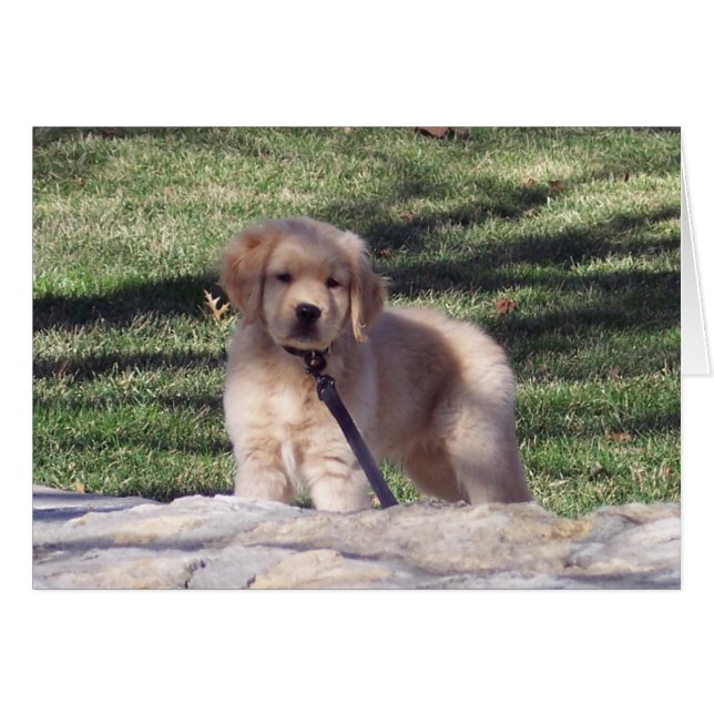 100_2426 (Voorkant Horizontaal)