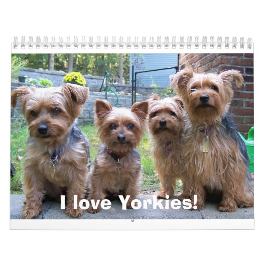 100_5963, ik hou van Yorkies! Kalender (Hoes)
