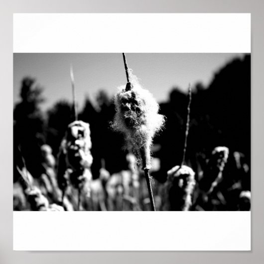 100% katoen poster (Voorkant)