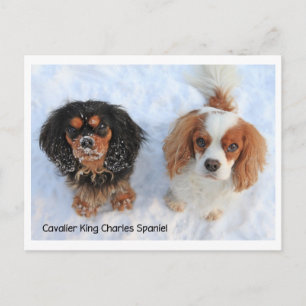 1011-M-swissdoggies 6 Briefkaart
