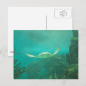 104_3660 - Sting Ray Briefkaart (Voorkant / Achterkant)