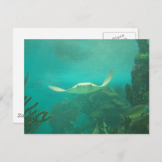 104_3660 - Sting Ray Briefkaart (Voorkant / Achterkant)