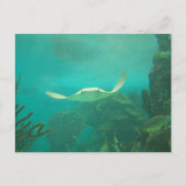104_3660 - Sting Ray Briefkaart (Voorkant)