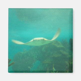 104_3660 - Sting Ray magneet