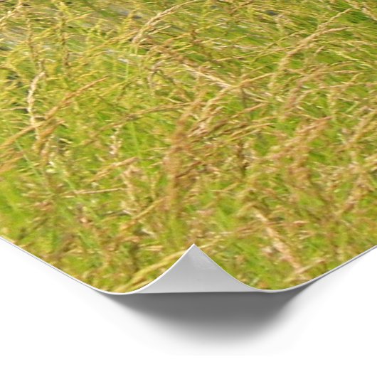 1085 Massey Ferguson, geparkeerd in een veld Poster (Hoek)