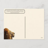 10 aug. Wereldleeuwendag Feestdagenkaart (Achterkant)