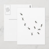 10 mieren briefkaart (Voorkant / Achterkant)