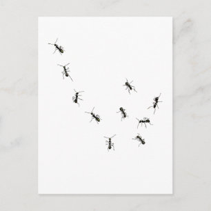 10 mieren briefkaart