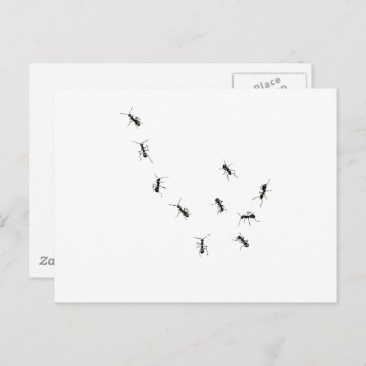 10 mieren briefkaart (Voorkant / Achterkant)