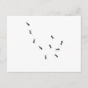 10 mieren briefkaart