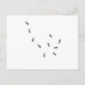 10 mieren briefkaart (Voorkant)