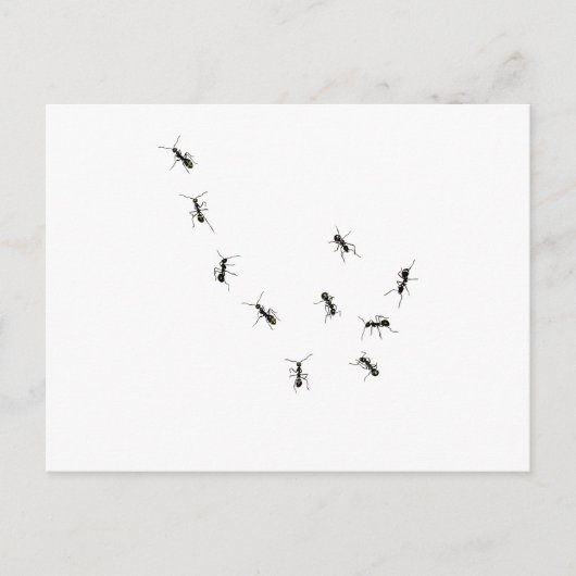 10 mieren briefkaart (Voorkant)