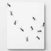 10 mieren fotoplaat (Voorkant)