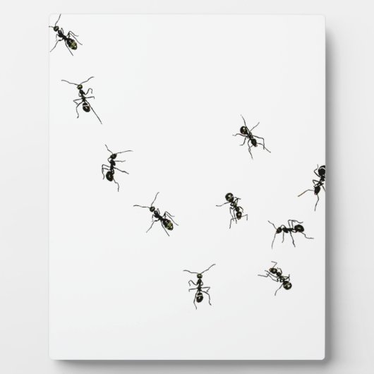 10 mieren fotoplaat (Voorkant)