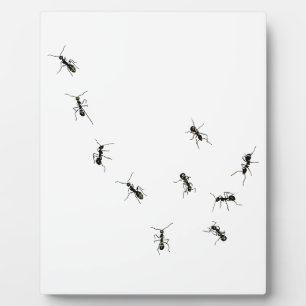 10 mieren plaque fotoplaat