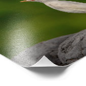 10x8 Albino Robin in Crown Point Foto Afdruk (Hoek)