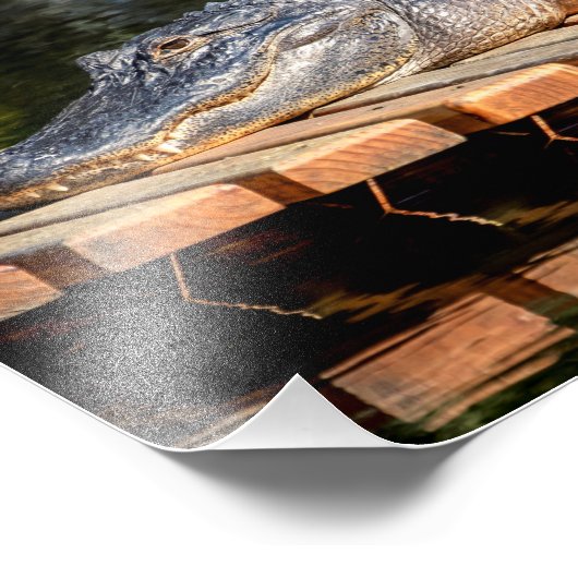 10x8 Alligator bij Homosassa Springs Wildlife Stat Foto Afdruk (Hoek)