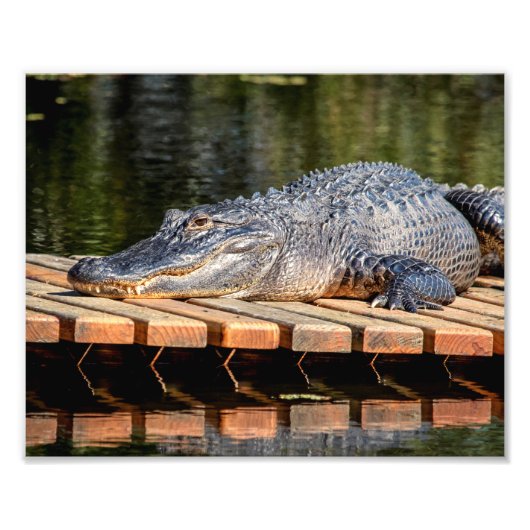 10x8 Alligator bij Homosassa Springs Wildlife Stat Foto Afdruk (Voorkant)