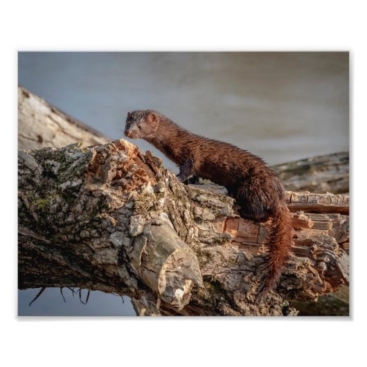 10x8 American Mink Foto Afdruk (Voorkant)