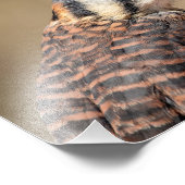 10x8 Amerikaanse torenvalk Foto Afdruk (Hoek)