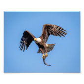 10x8 Bald Eagle met een vis Foto Afdruk (Voorkant)