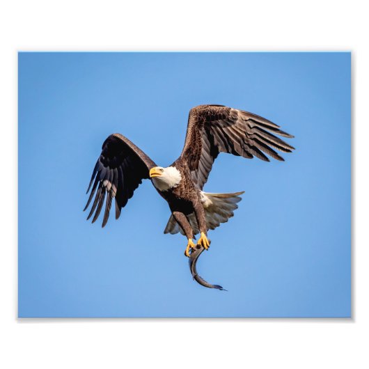 10x8 Bald Eagle met een vis Foto Afdruk (Voorkant)