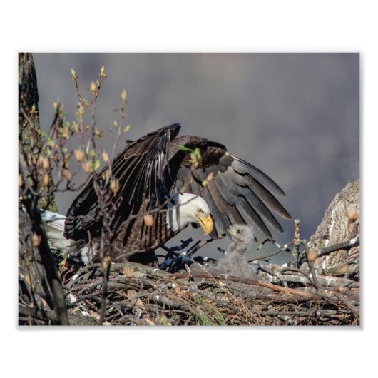 10x8 Bald Eagle met haar baby Foto Afdruk (Voorkant)