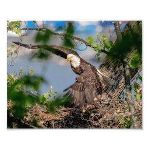 10x8 Bald Eagle met het nest Foto Afdruk