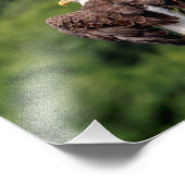 10x8 Bald Eagle op een filiaal Foto Afdruk (Hoek)