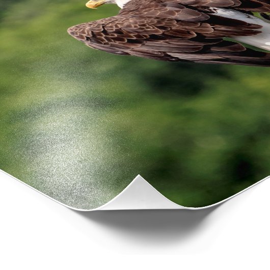 10x8 Bald Eagle op een filiaal Foto Afdruk (Hoek)